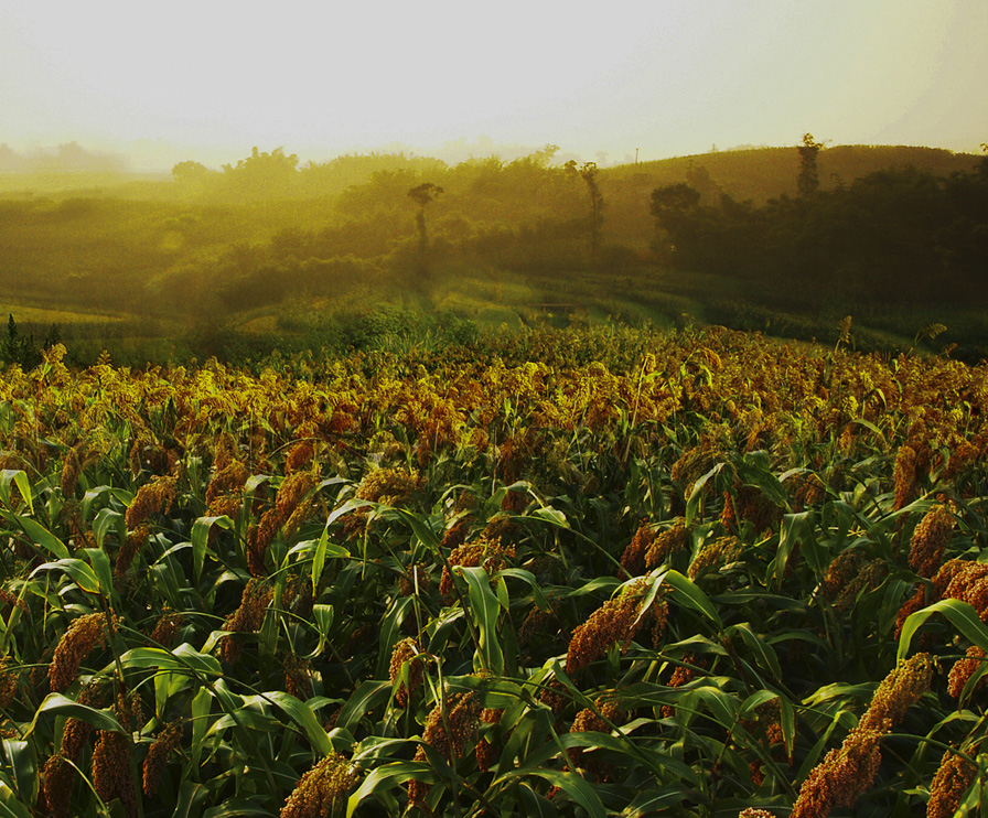金沙(797966·Sands认证)娱场城-Best Platform